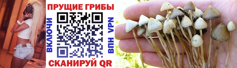 цена наркотик Райчихинск Галлюциногенные грибы Magic Shrooms